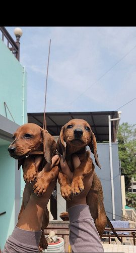 Dachshund Puppies