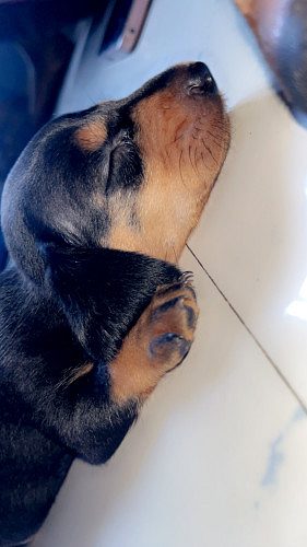 Dachshund puppies for sale