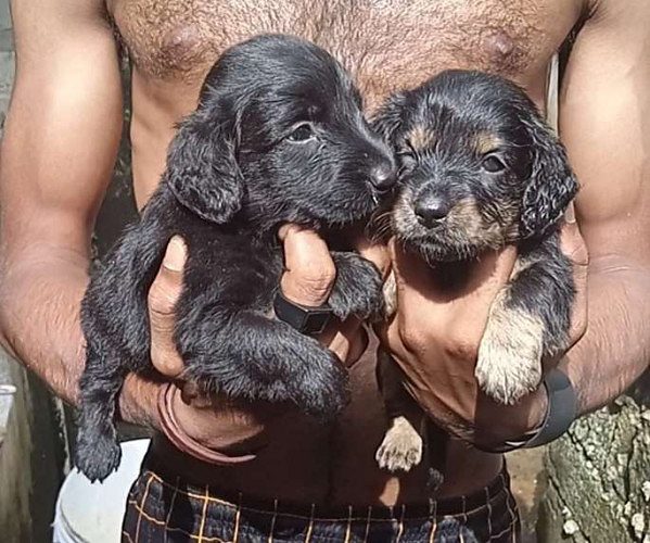 Dachshund puppies for sale (males and females) 