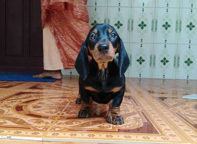 Dachshund puppies 2 months old for sale 