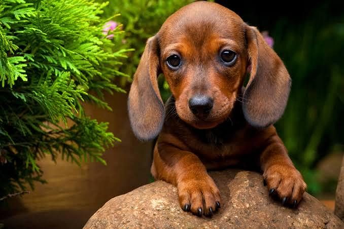 Dachshund Puppy 8800539300