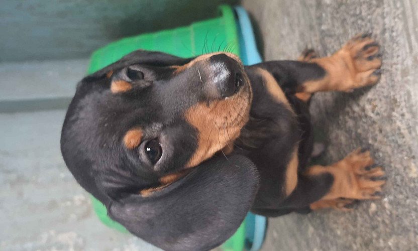 Dachshund puppy