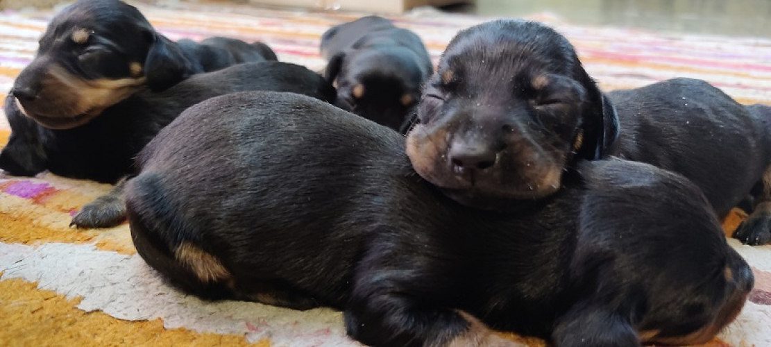 Dachshund pups looking for new homes