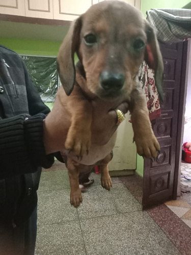 Dachshunds Pups For Sale Delhi