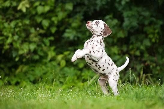 Dalmatian Puppy 8800539300