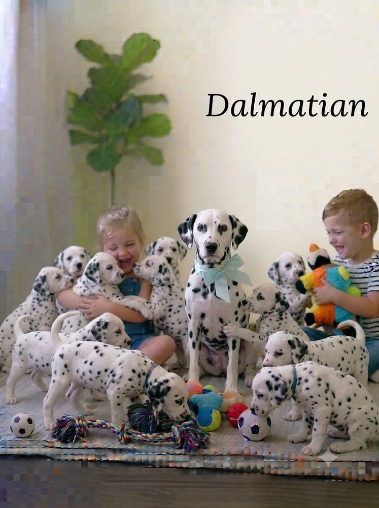 Dalmatian Puppy and Little Dog 8800539300