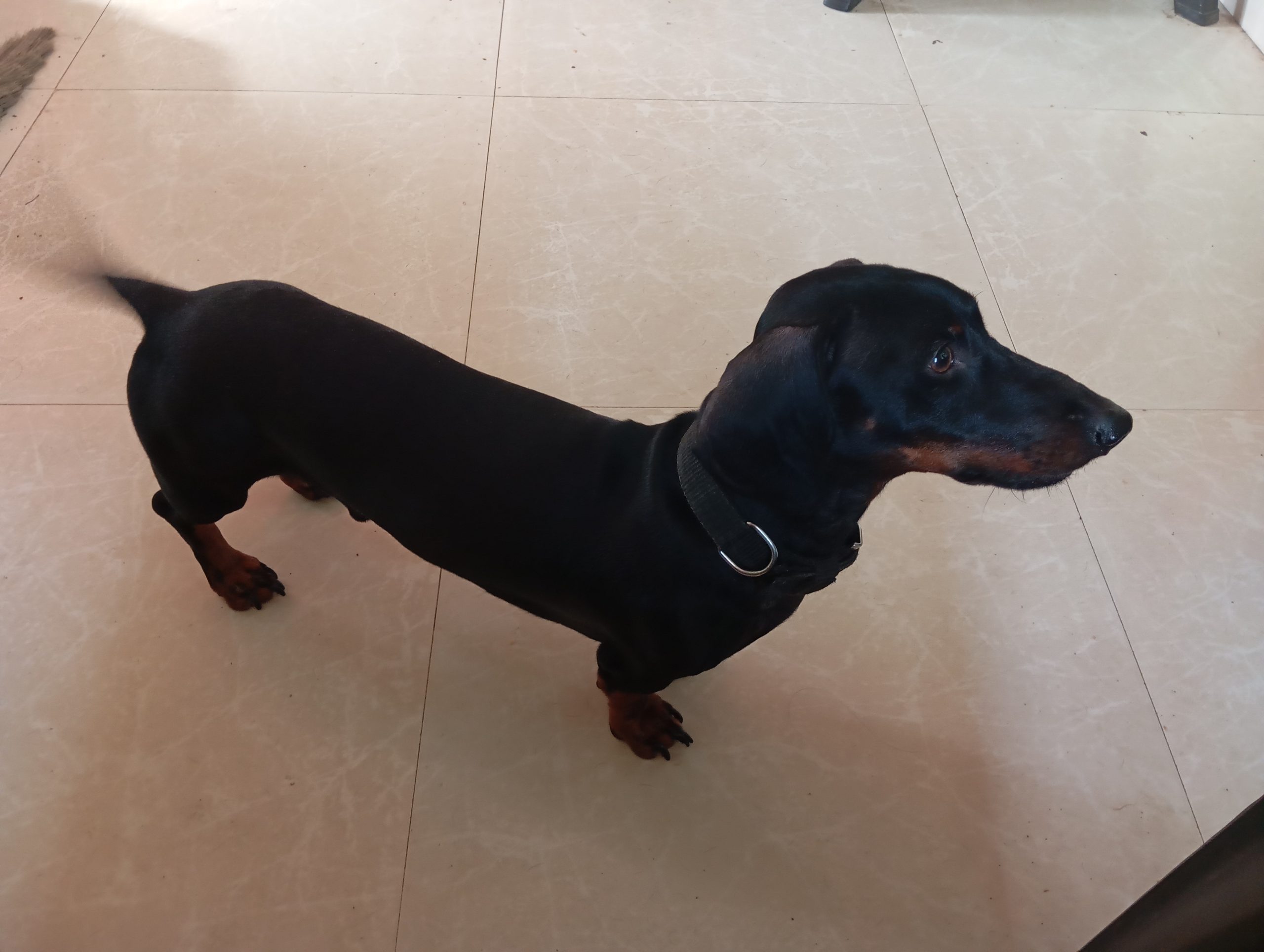 Daschund dog for sale