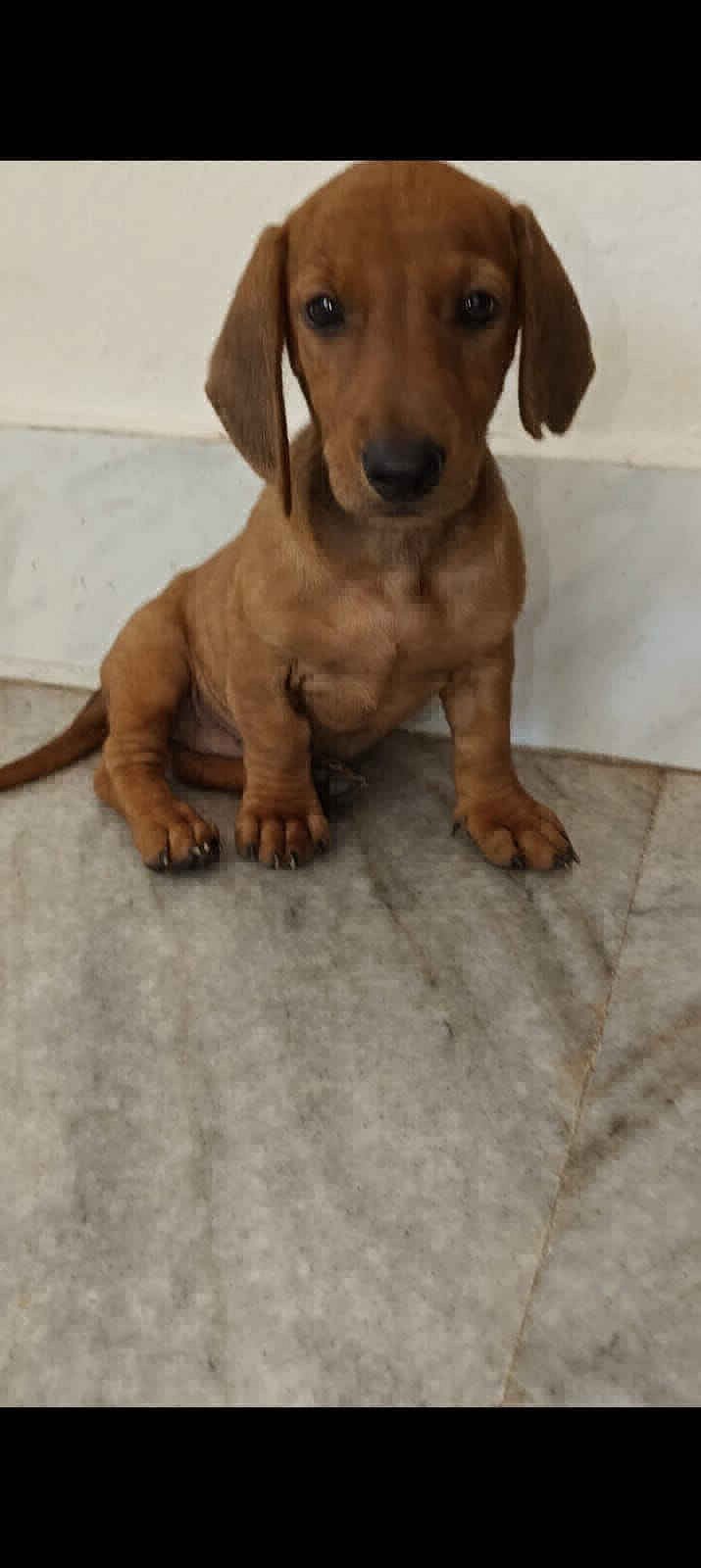 Daschund Puppies
