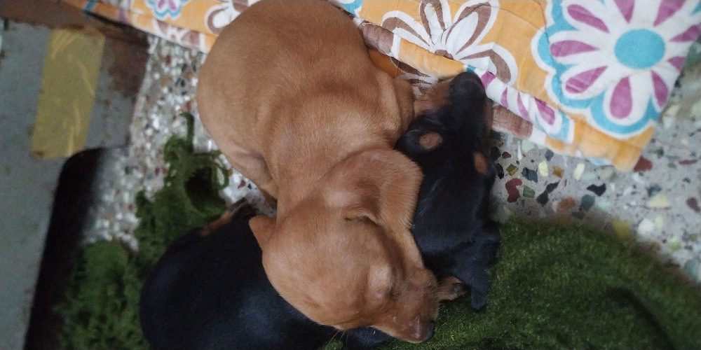 Daschund pups