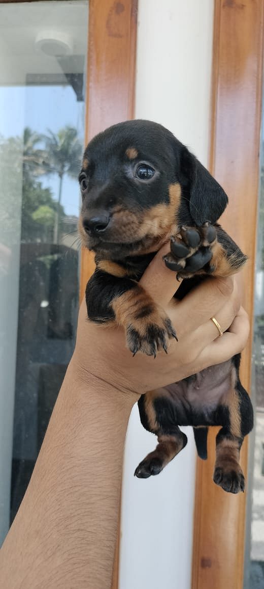 Dash puppies available ☎️☎️☎️☎️☎️6282260887