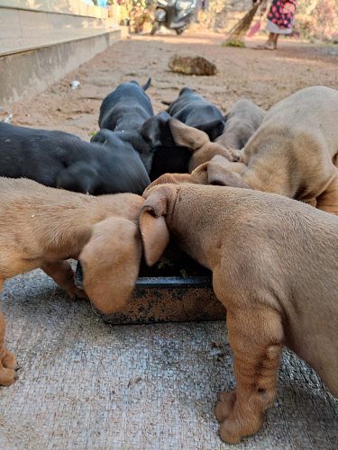 Dash puppies for sale