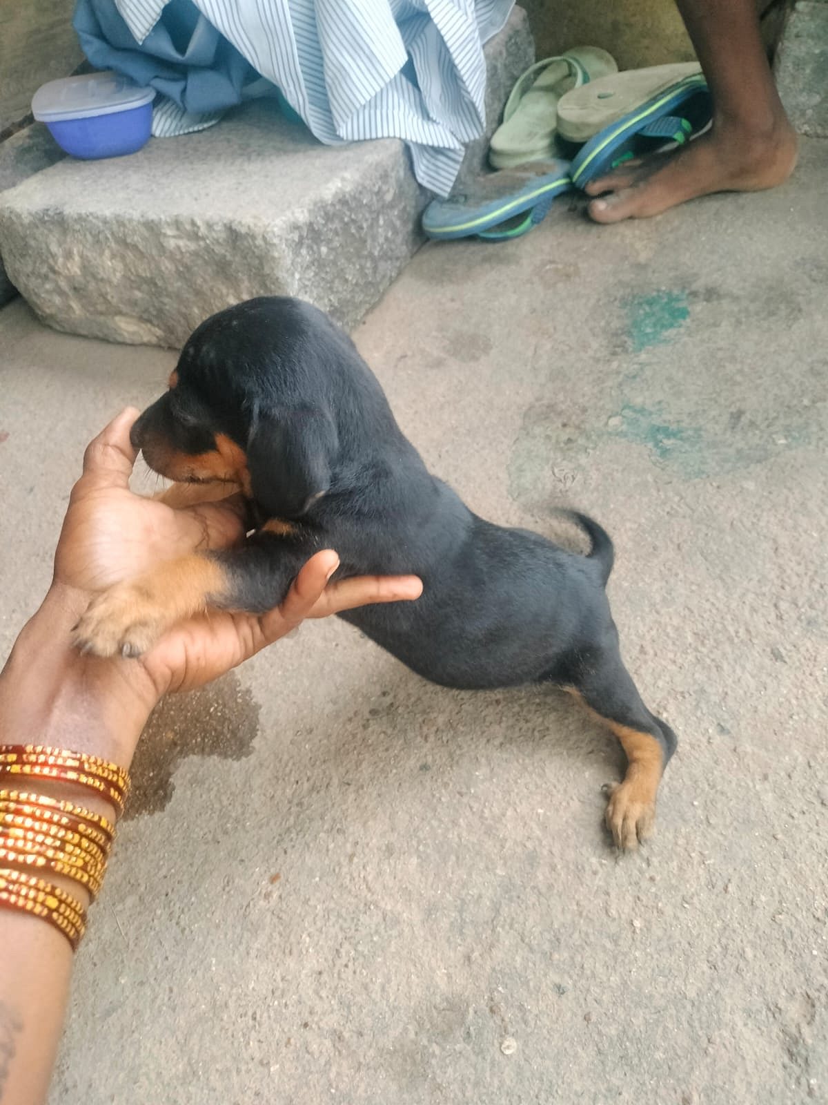 Dashund