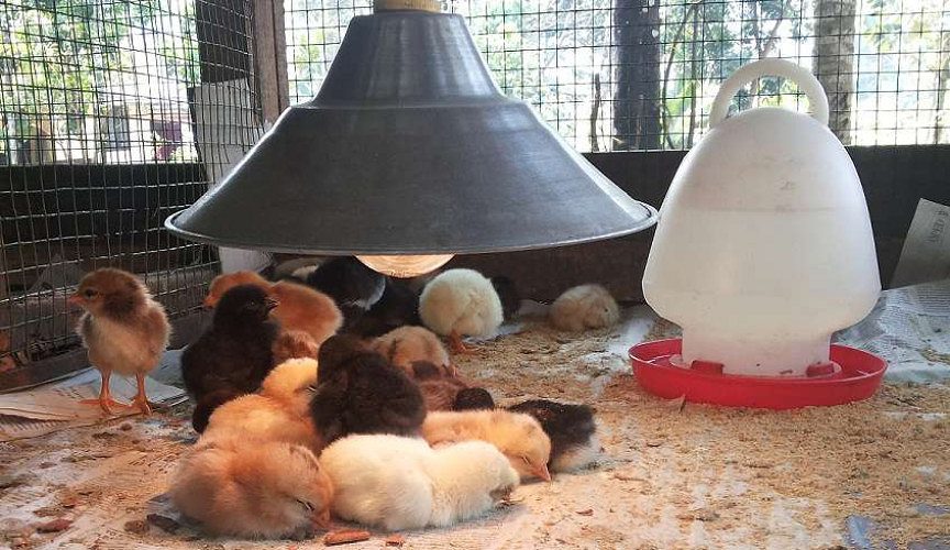 day old chicks for sale - homegrown, mixed breed