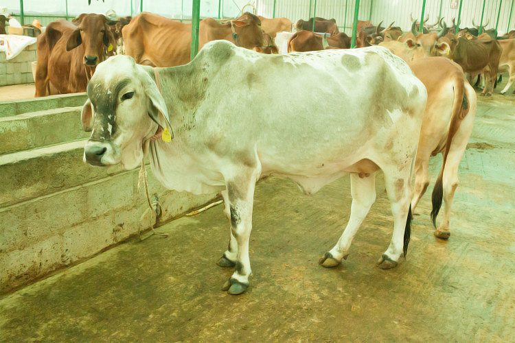Desi cows for sale