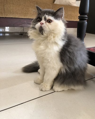 Dilute Calio Perisan cat