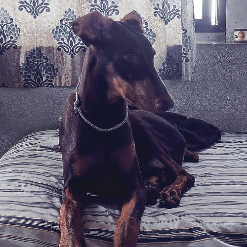 Doberman