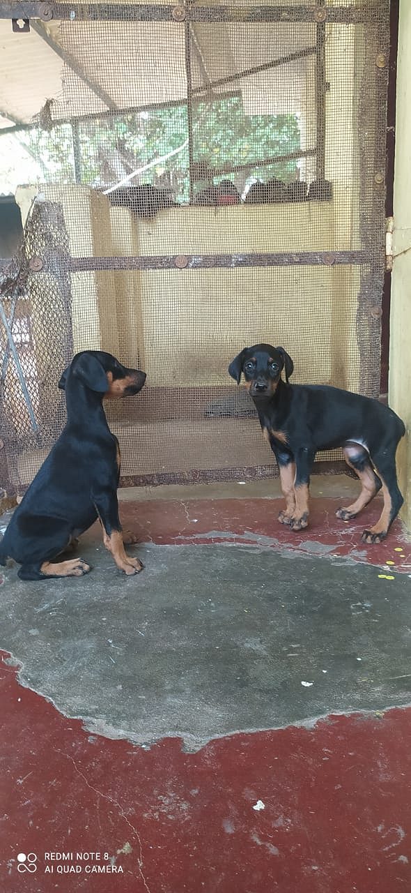 Doberman