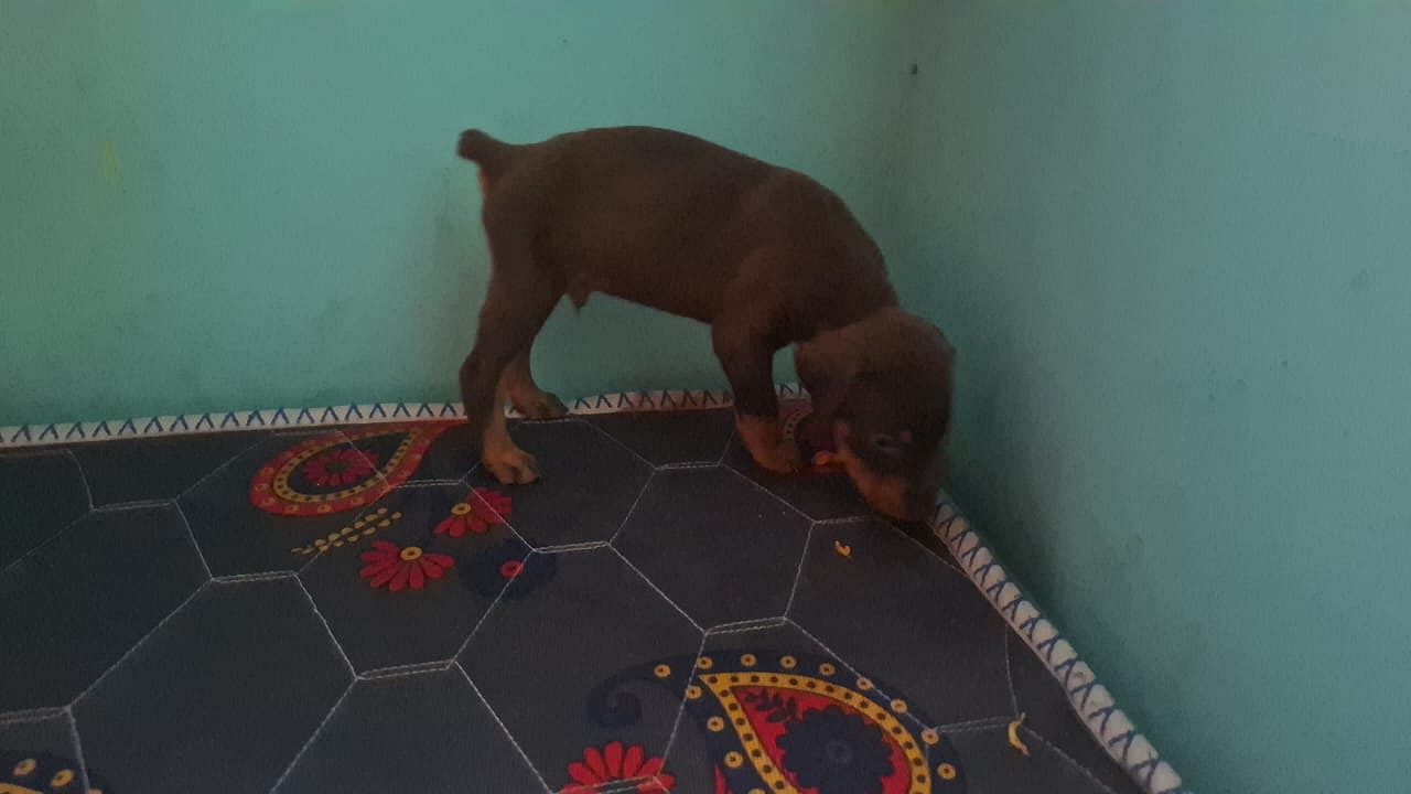 Doberman