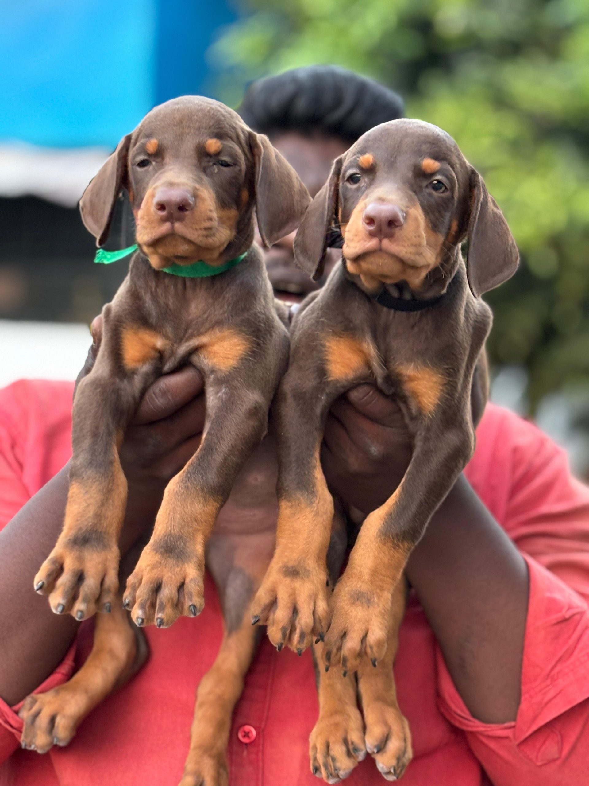 Doberman