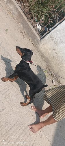 Doberman