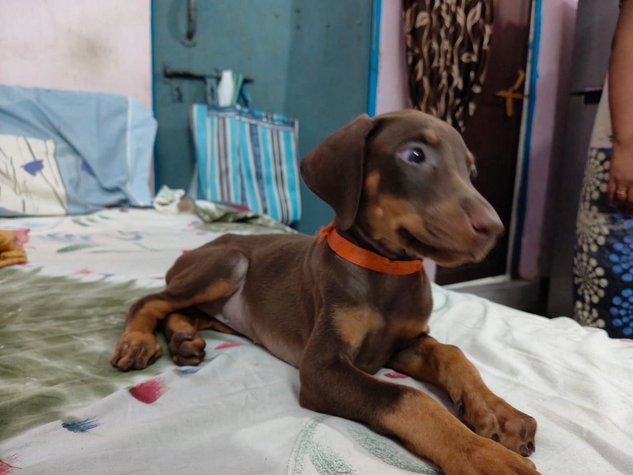 Doberman european pincher