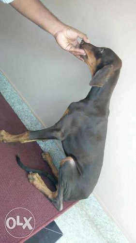 Doberman male puppy for salee