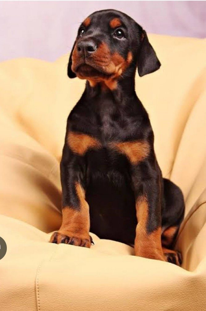 Doberman male puppy