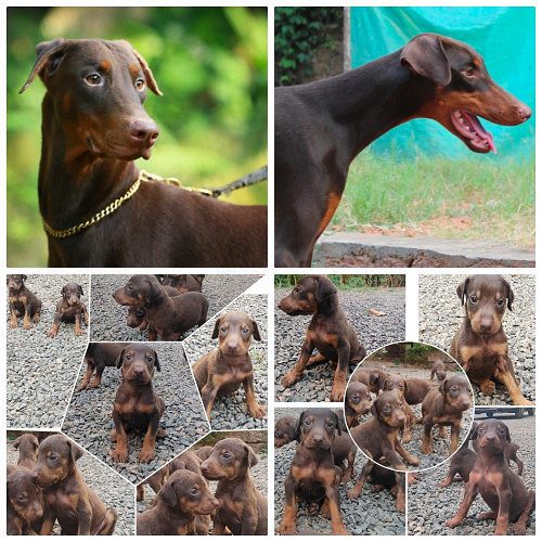 Doberman Pinscher puppies looking for new home