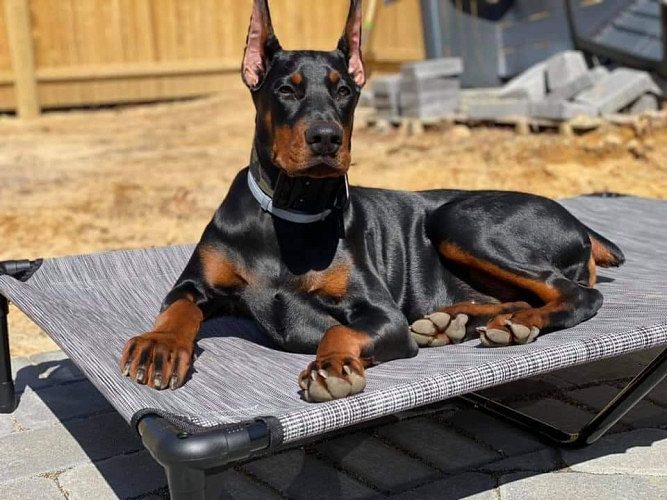Doberman Price In Bangalore