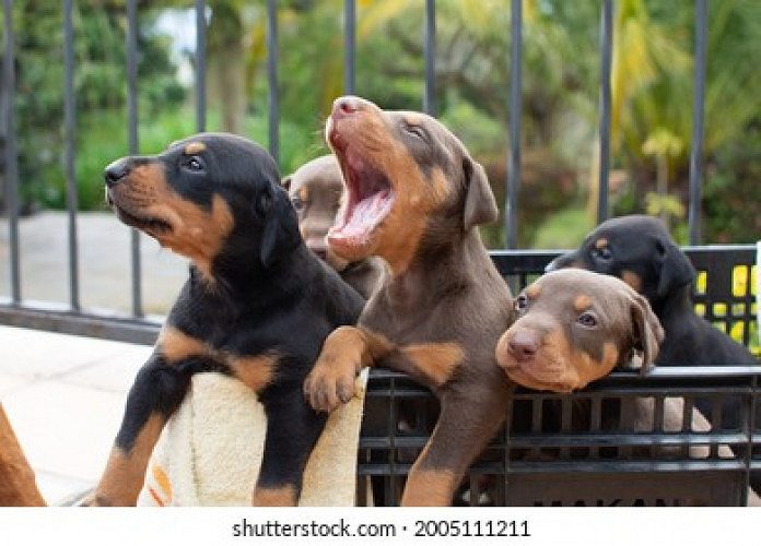 Doberman puppies
