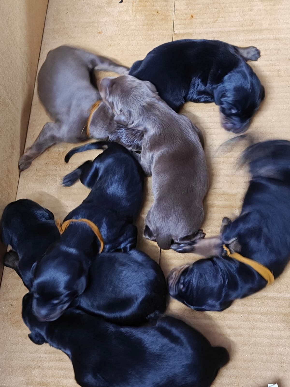 Doberman puppies for sale