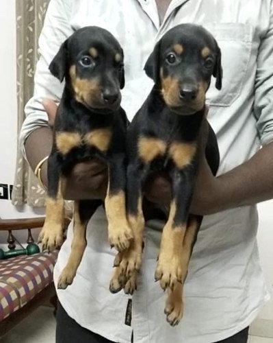 Doberman Puppies