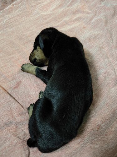Doberman Puppies for Sale