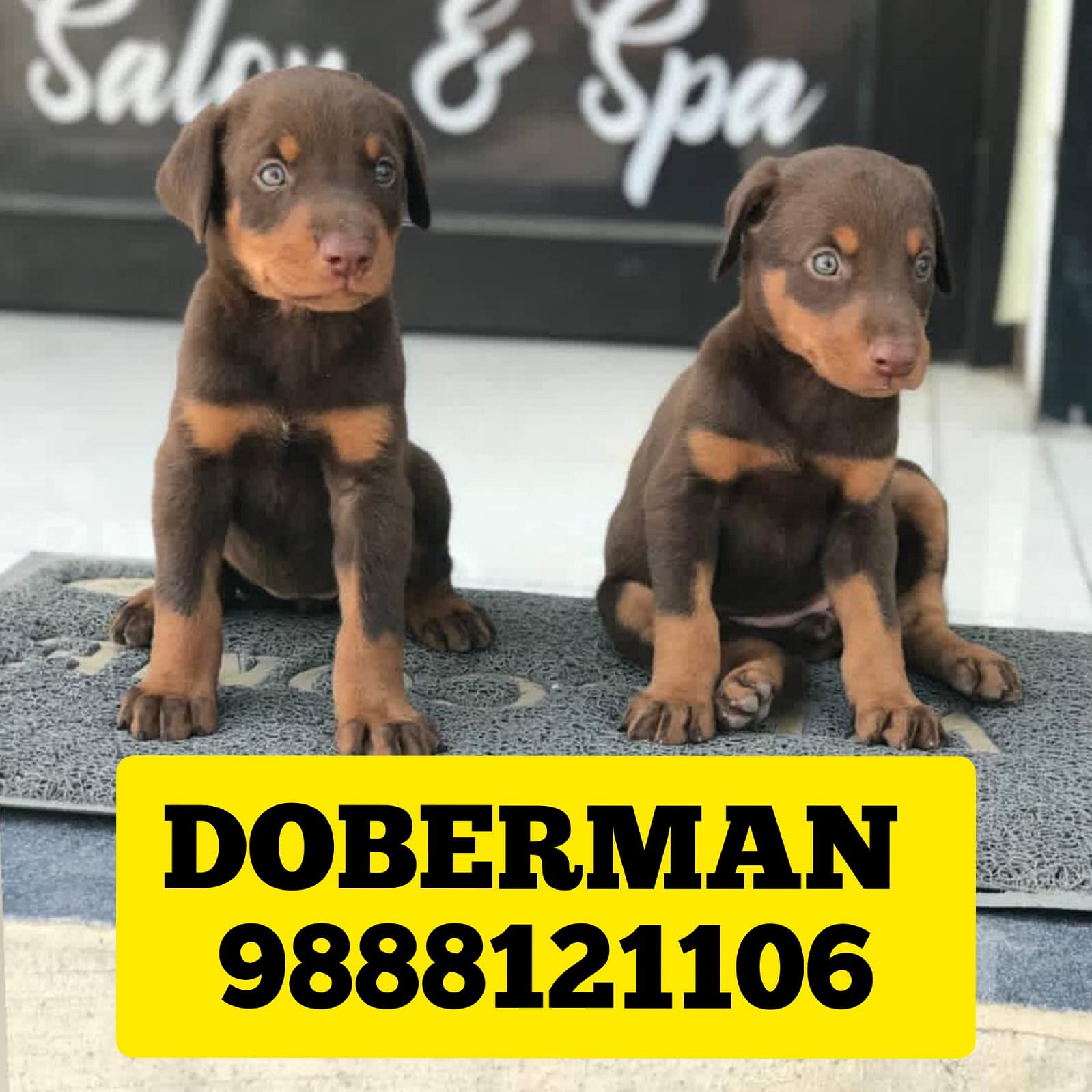 Doberman puppy buy near me call 9888121106