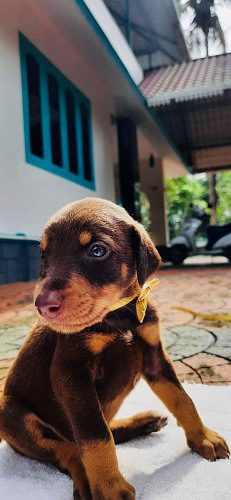 Doberman Puppy