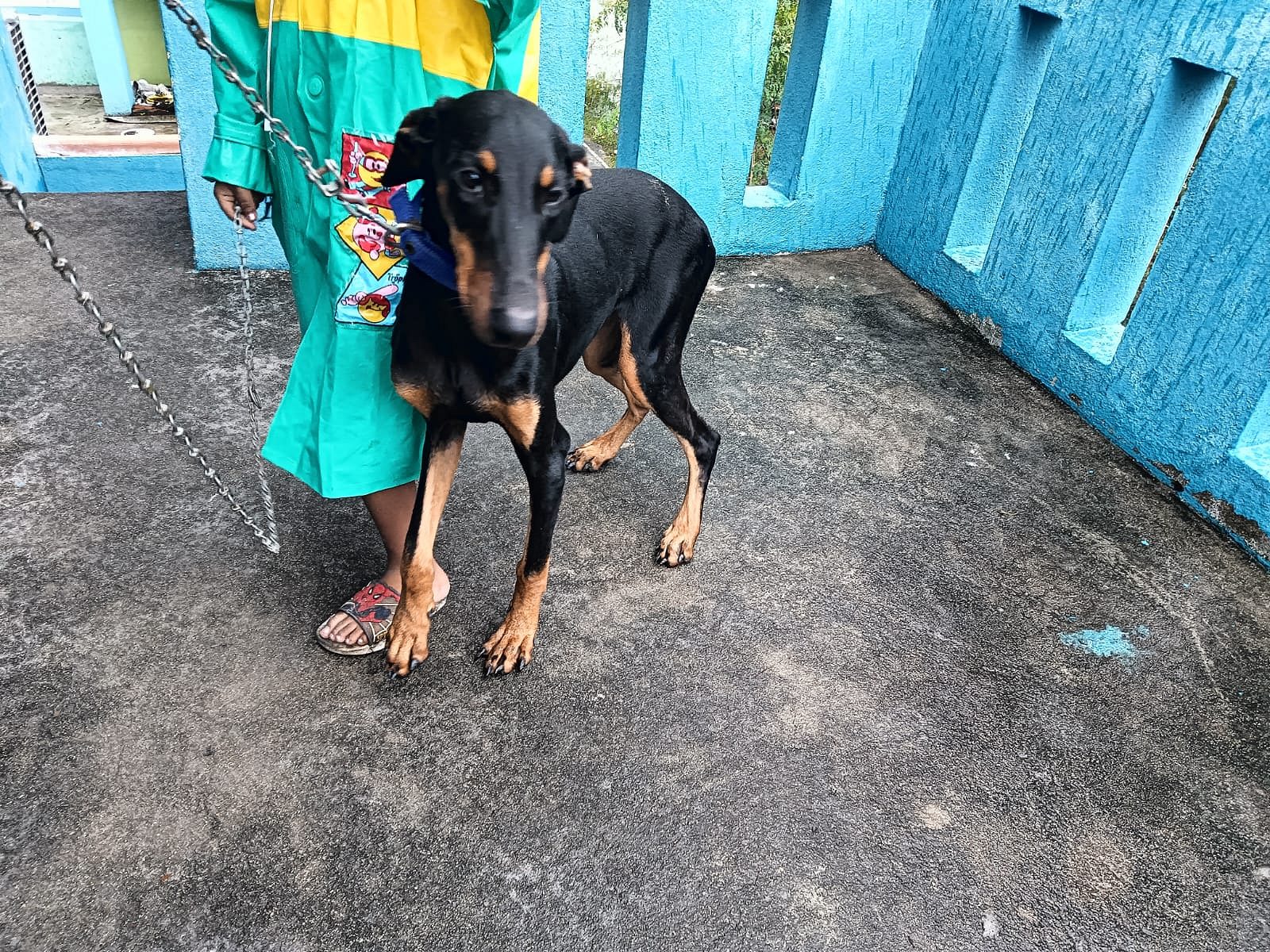 Doberman puppy female