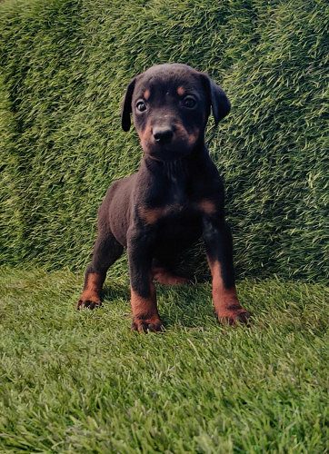 Doberman Pups Available Here 9654249090