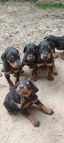 Doberman pups available