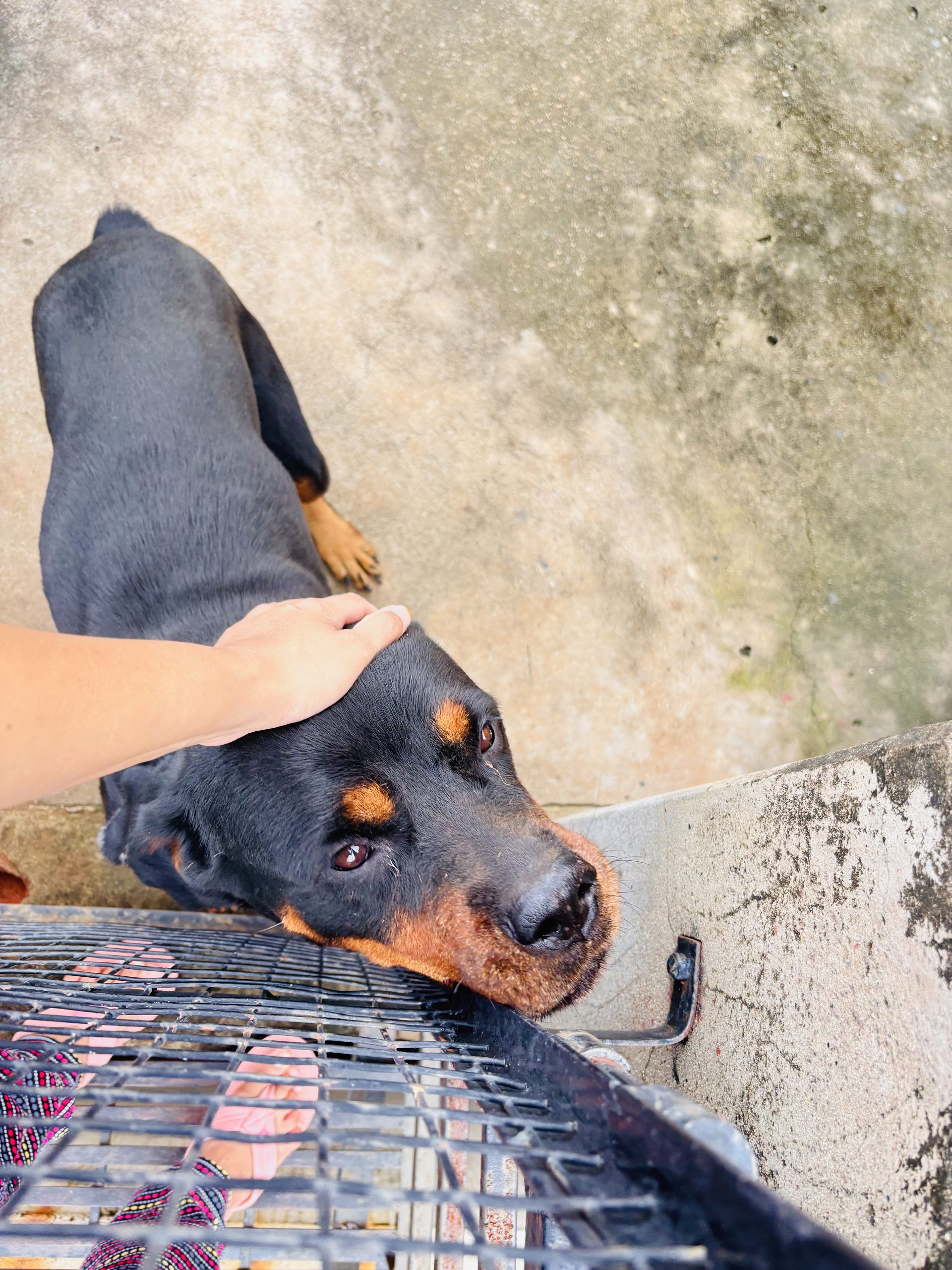 Doberman and Rotweiler in kurnool