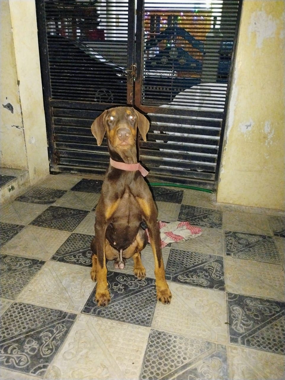 Dobermann original breed