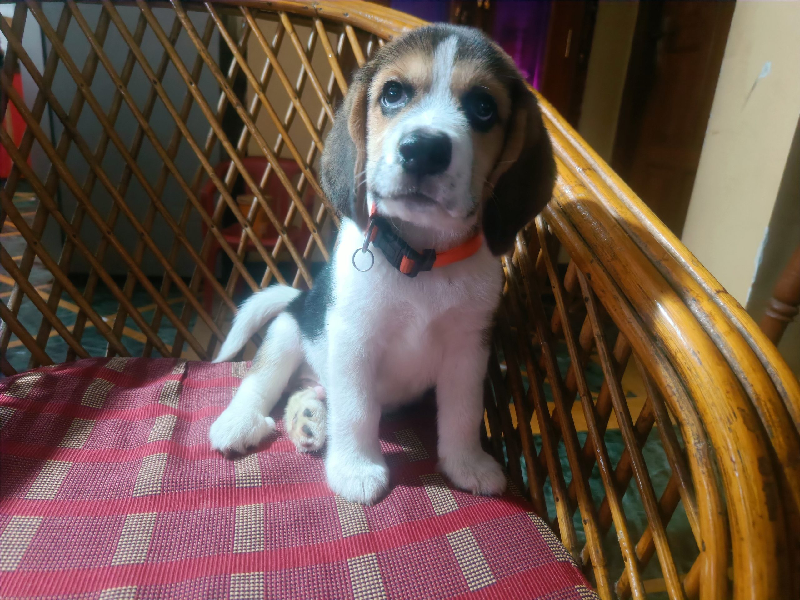 Dog for sale Beagle