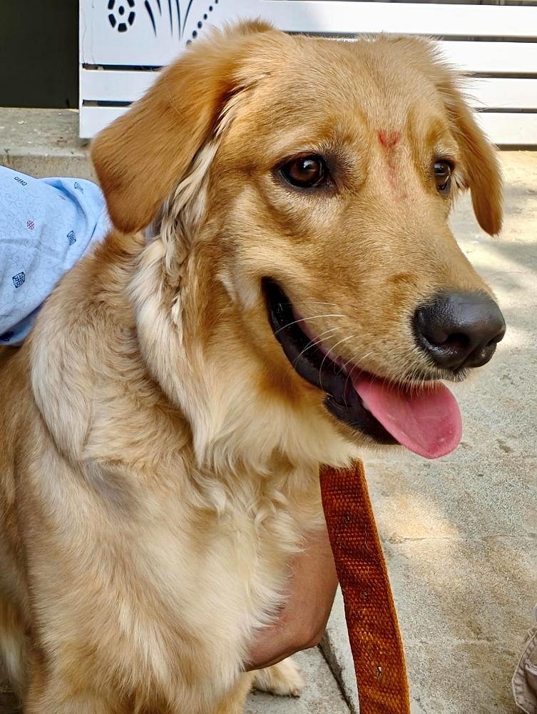 Dog for sale