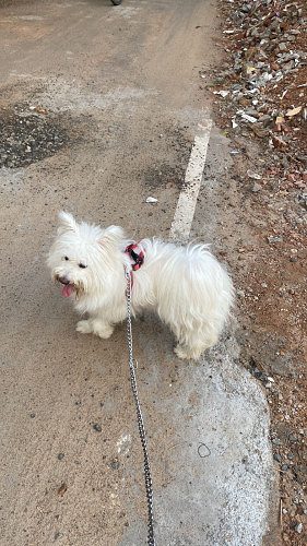 Dog in electronic city