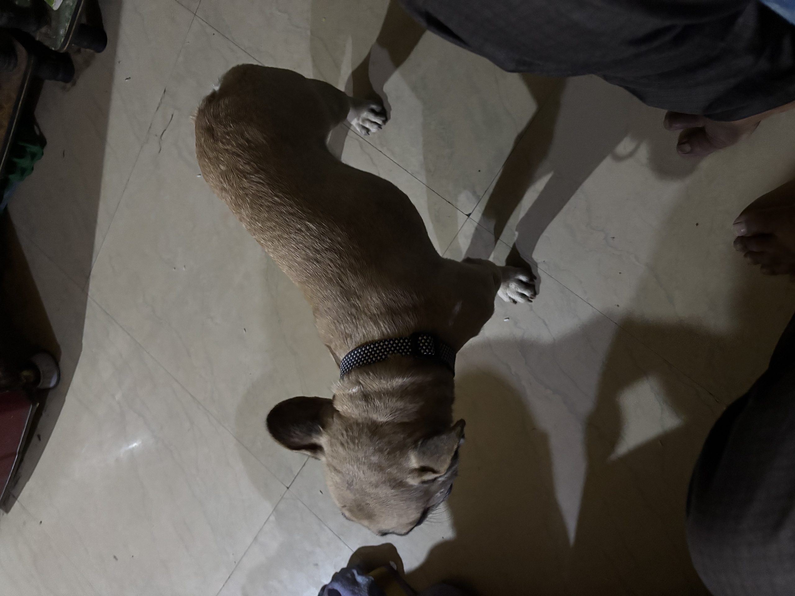 Dog for sale french bull dog 1 year old