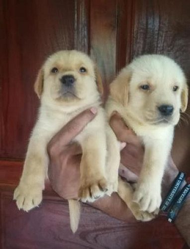 Dog shop home delivery9127530166