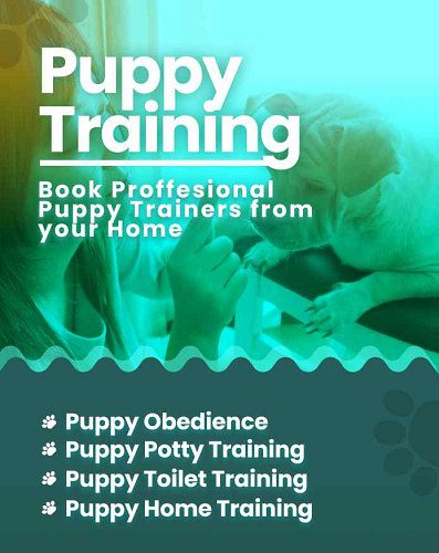 Dog trainers Chennai