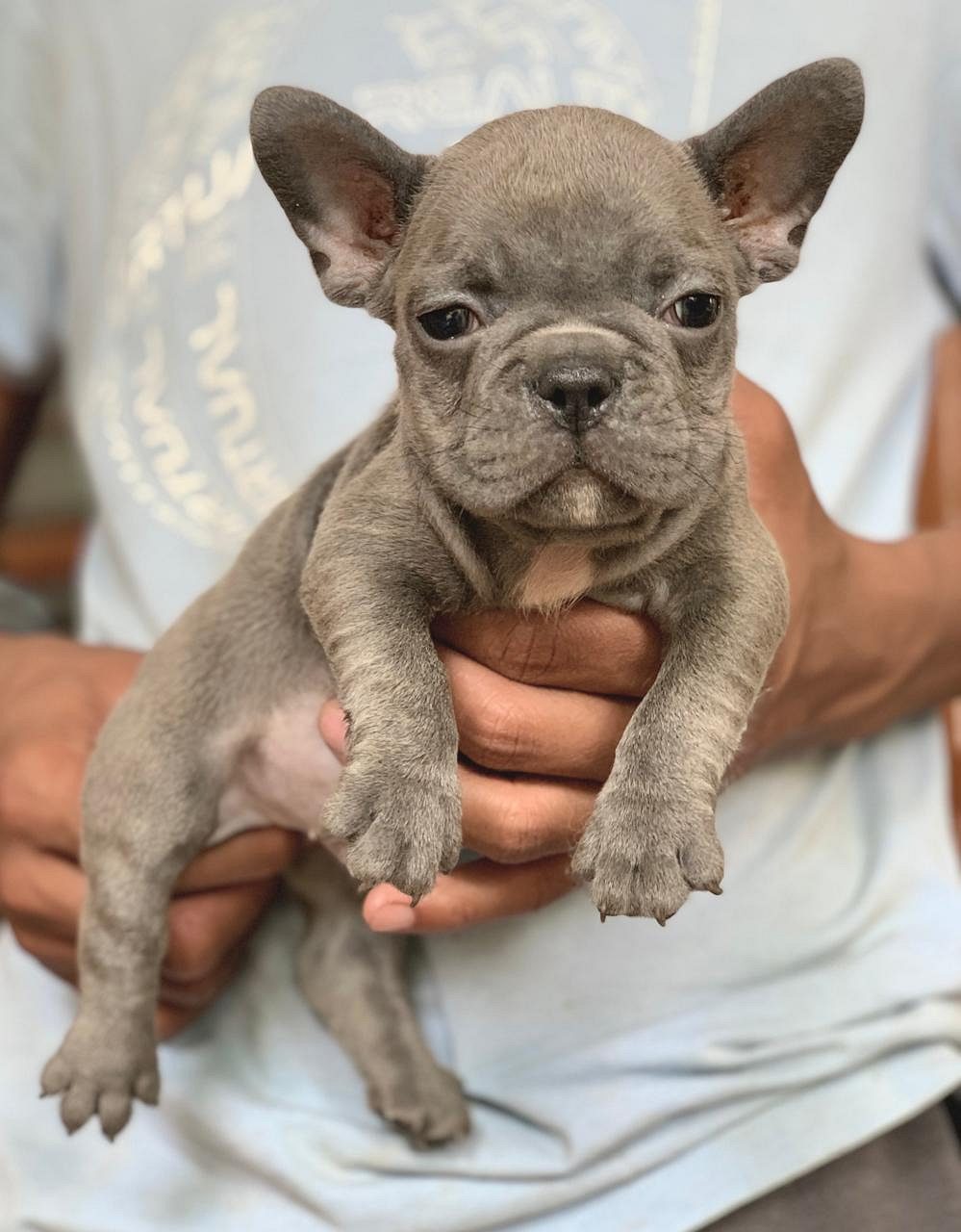 Dogs for sale in bangalore