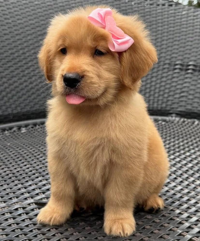 Dogs for sale in Bangalore