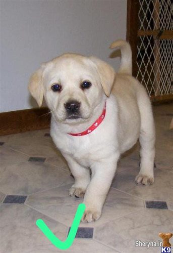 Dogs of home delivery9127530166