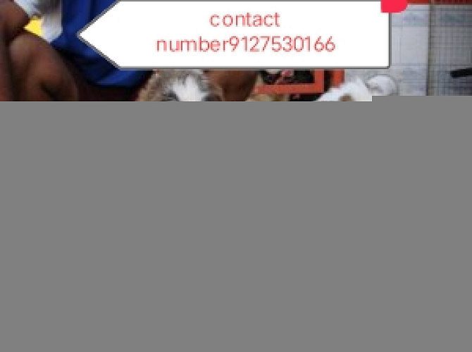 Dogs of home delivery9127530166